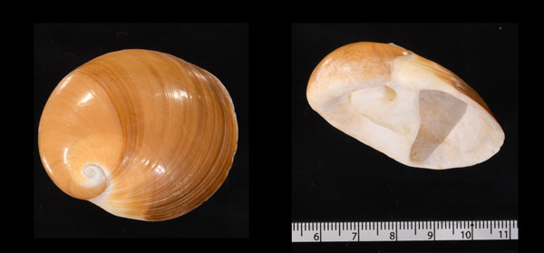 マンジュウガイ Polinices albumen small