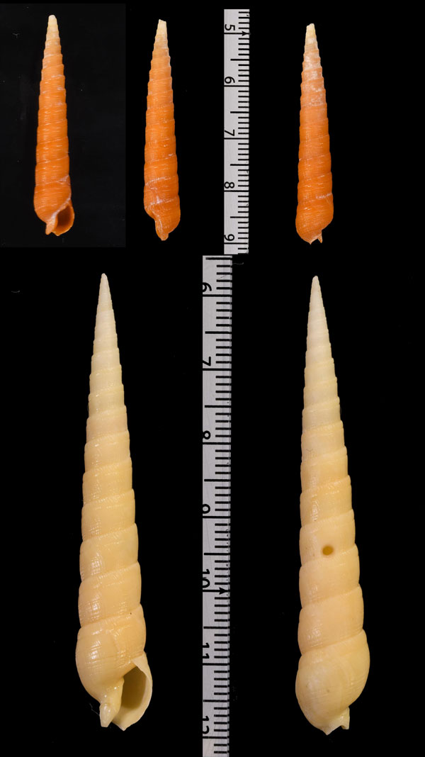 アカニクタケ (仮称) Terebra punctatostriata small