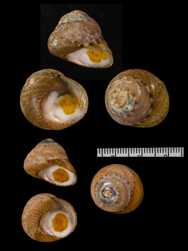 コシダカナンアメクラ (仮称) Oxystele variegata small