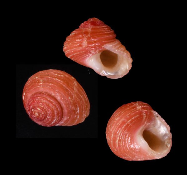 チシオサンショウ Homalopoma sanguineum small