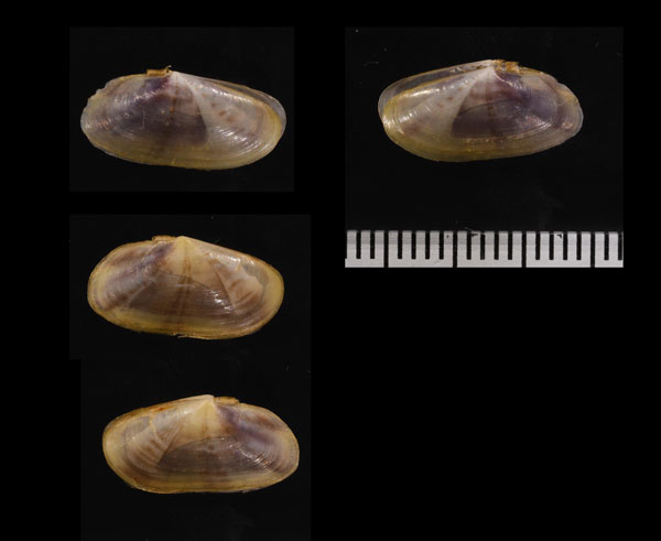 アシベマスオ Soletellina petalina small