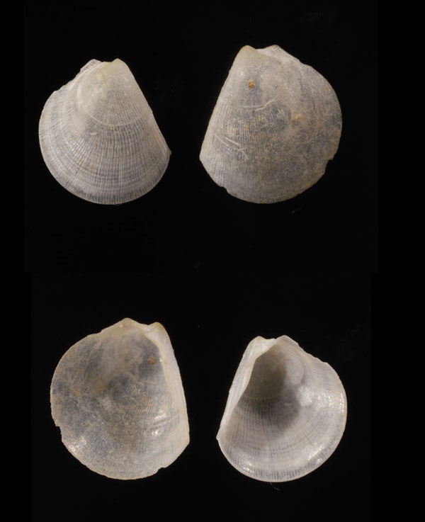 タキハネガイ 瀧羽貝 Divarilima iwaotakii small