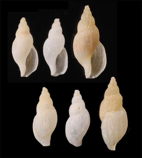 ケープフデシャジク (仮称) Daphnella capensis small