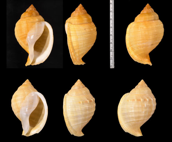 アドリアカブトウラシマ (仮称) Galeodea echinophora adriatica small