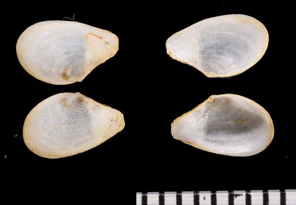 ワタゾコシャクシ Cuspidaria obtusirostris small