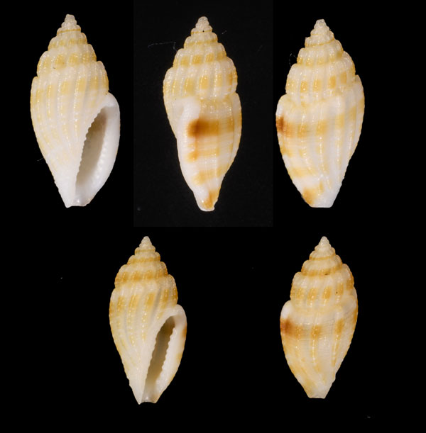 ハラブトコトツブ Eucithara isseli small
