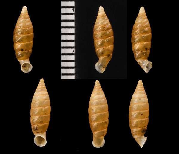 トックリパイプガイ (仮称) Autocoptis tumidula small
