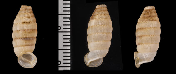 ハイチサナギヤマイトカケ (仮称) Autocoptis monilifera haitiana small