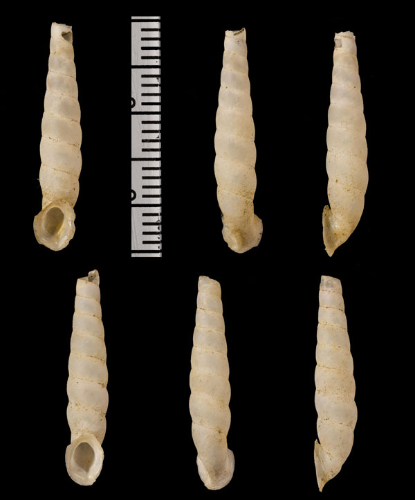 ケムニッツイトカケパイプガイ Apoma chemnitzianum small