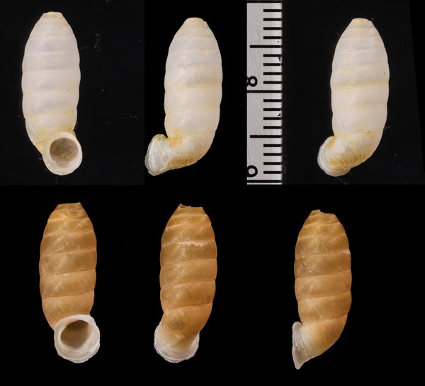 コヅツヤマイトカケガイ (仮称) Urocoptis brevis columna small