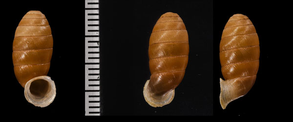ツボヤマイトカケガイ (仮称) Urocoptis brevis small