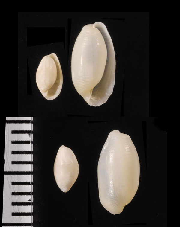 ホソタマゴガイ Vellicolla ooformis small