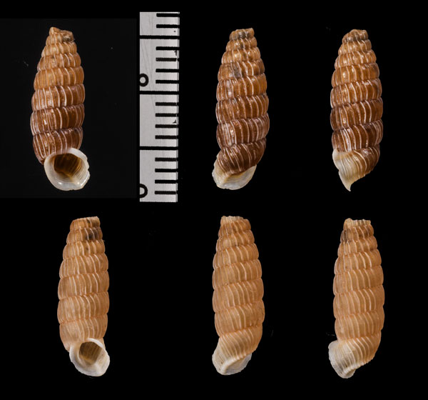 シリオレハイチオオサナギ (仮称) Archegocoptis decapitata small