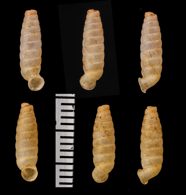 ローズヤマイトカケガイ (仮称) Urocoptis rosea small