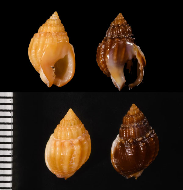 タウンズビルムシロ Tritia burchardi small