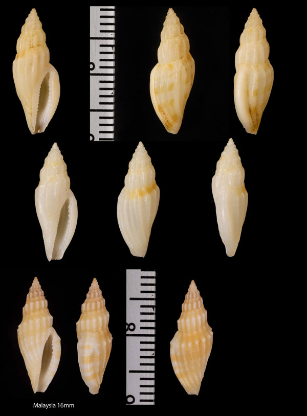 ツムガタコトツブ Eucithara fusiformis small