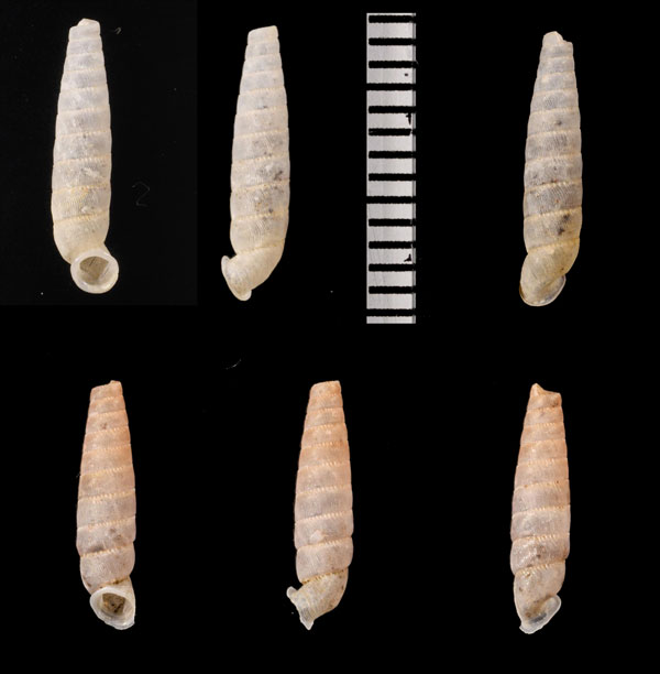 イミタトリクスパイプガイ (仮称) Brevipedella imitatrix small