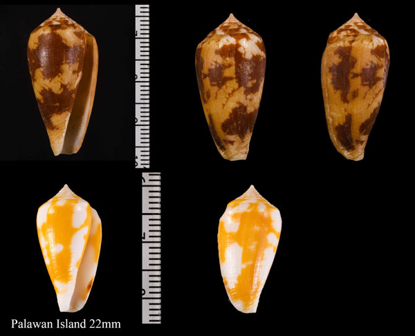 ヌエミナシ Conus fischoederi small