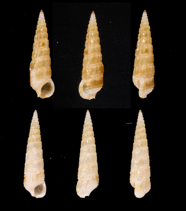 ヨレツトゲニナ 四列棘蜷 Argyropeza verecunda small