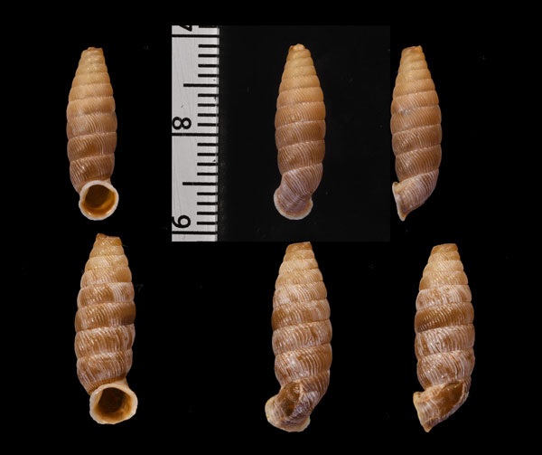 コガタビナルヤマイトカケ (仮称) Nodulia vignalensis pallens small