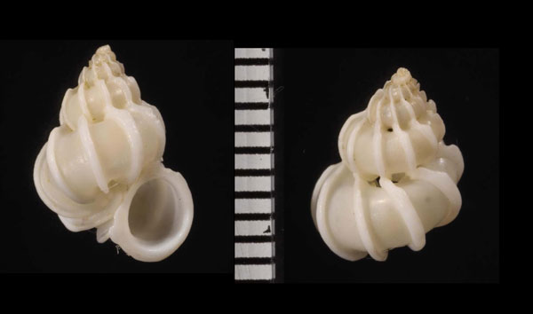 コビトイトカケ Epitonium liliputanum small