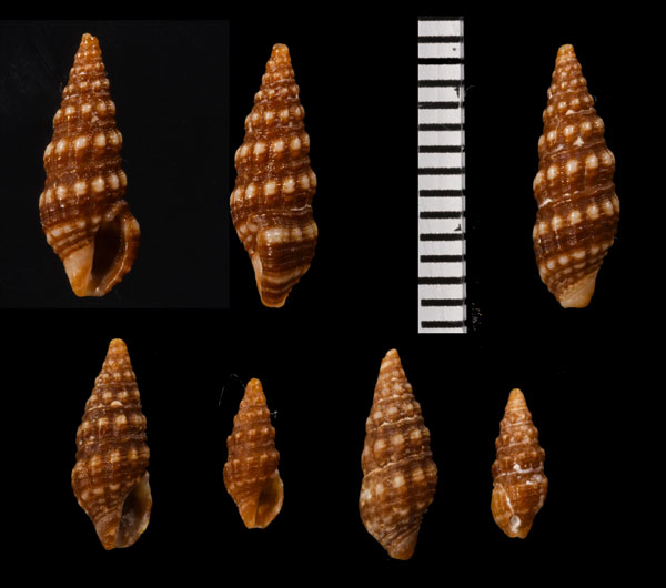 シラボシシャジク 白星車軸 Pilsbryspira albiguttata small