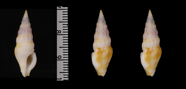 クビフジカササギクダマキ(仮称) Clavus megapica aff. small