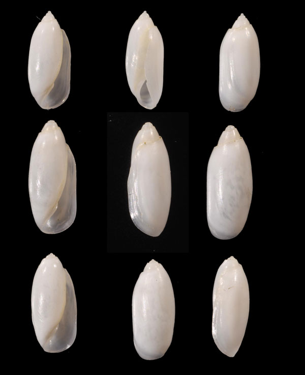ツムガタコメツブガイ Acteocina fusiformis small
