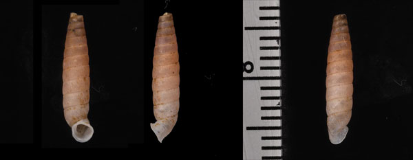 ワインランドパイプガイ (仮称) Brachypodella weinlandi small