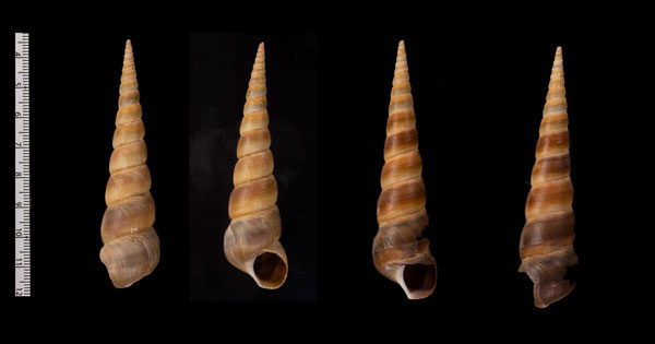 インドキリガイダマシ (仮称) Turritella attenuata small
