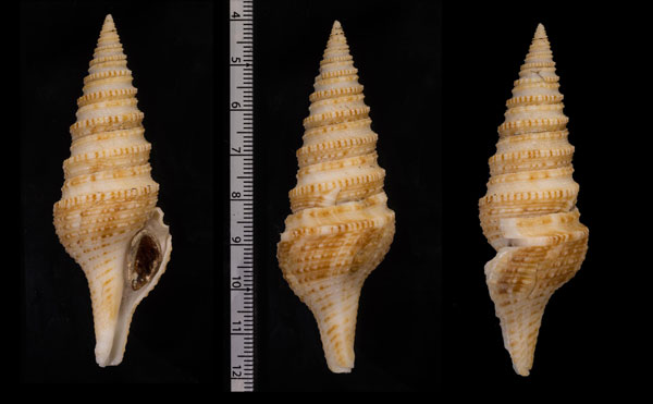 ジュズカケホンカリガネ Gemmula sp. small
