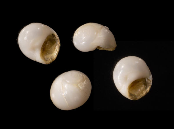 シロオビタマツメタ近似種 Pseudopolinices nanus aff. small