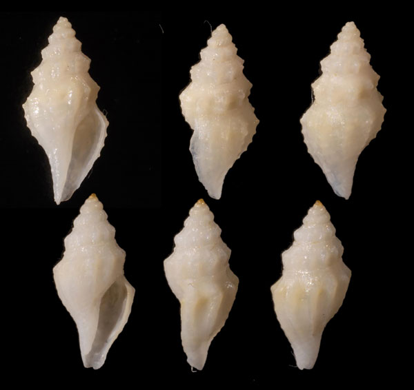 セレベスカドバリマンジ (仮称) Benthomangelia celebensis small