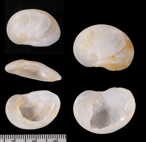 ナンアフクロガイ (仮称) Sinum laevigatum small