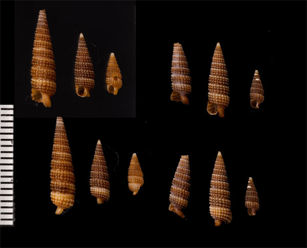 イワカワアラレキリオレ Aclophora robusta small
