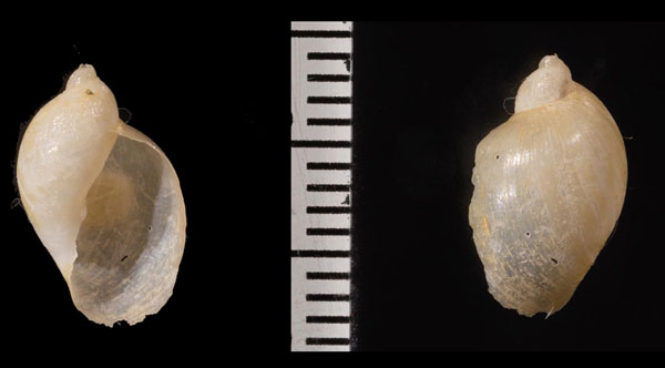 ヨーロッパオカモノアラガイ (仮称) Succinea oblonga small