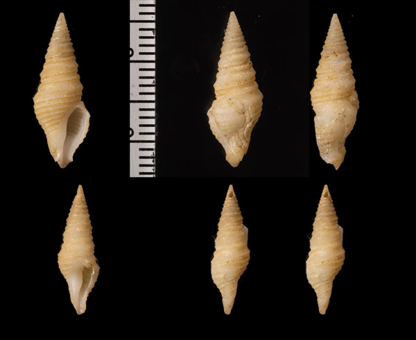 ヒメマキモノシャジク Microdrillia triporcata small