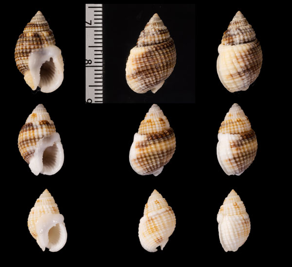 インドアワムシロ (仮称) Nassarius gemmuliferus small