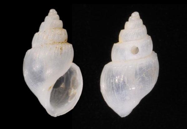 ヒダオトヒメタマガイ (仮称) Microstelma daedalum small
