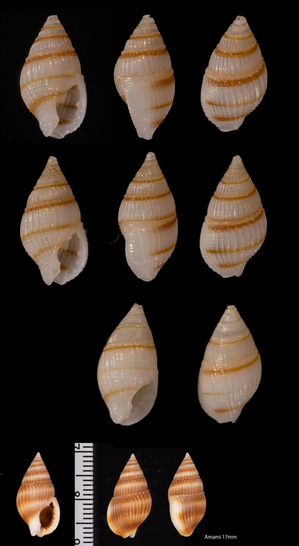 オキナワキヌヨフバイ Nassarius smithii small