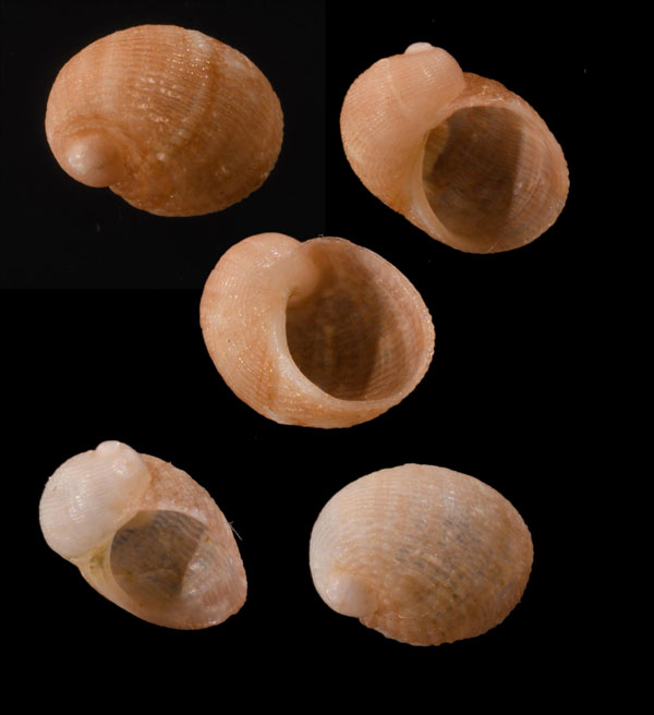マルハナヅト Limneria prolongata small