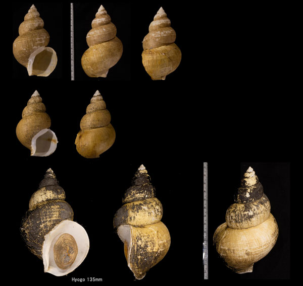オオエッチュウバイ 大越中バイ Buccinum tenuissimum small