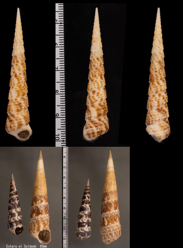 カドクチキリガイダマシ Turritella gonostoma small