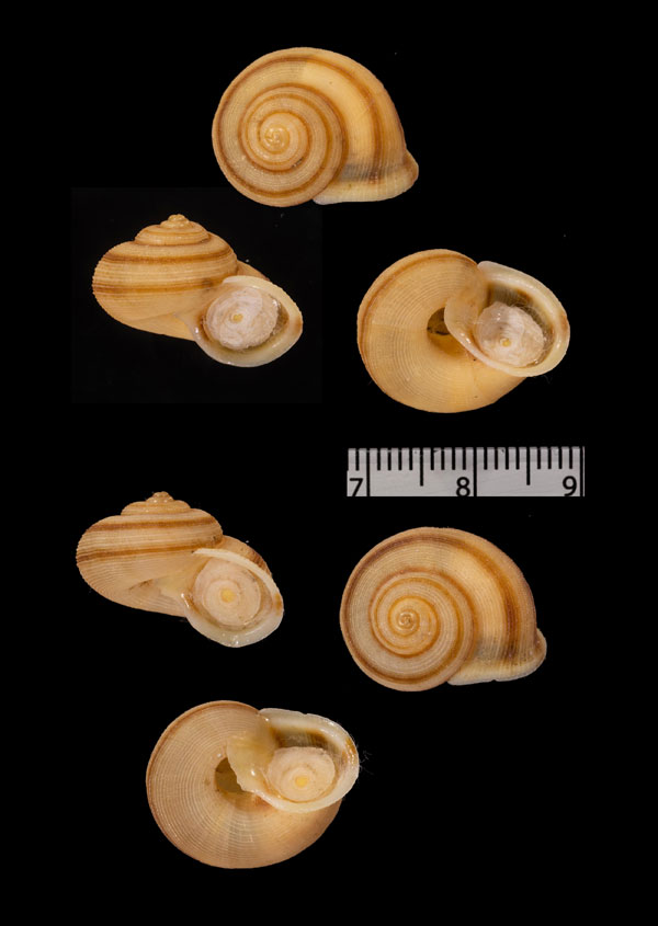 オトメヒロクチヤマタマキビ (仮称) Tropidophora virgo small