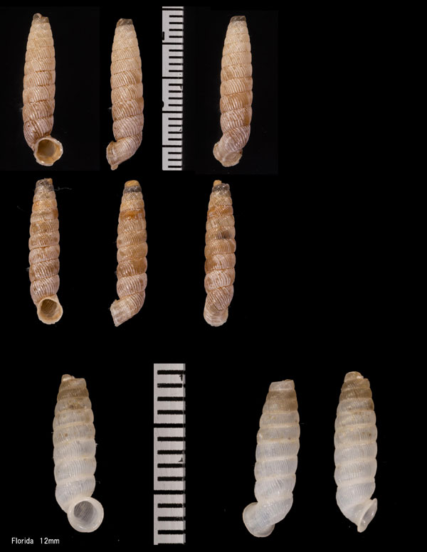 ポイヤナパイプガイ Cochlodinella poeyana small