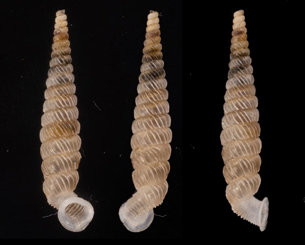 ラッパパイプガイ (仮称) Brachypodella morini salpinx small