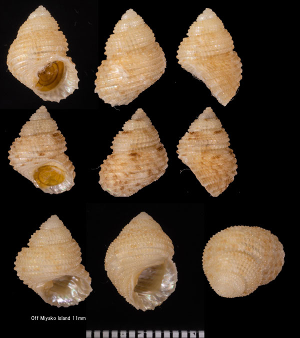フタハサンショウガイモドキ Clypeostoma nortoni small